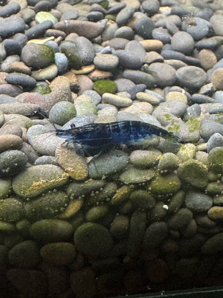 Blue Dream shrimp on gravel substrate
