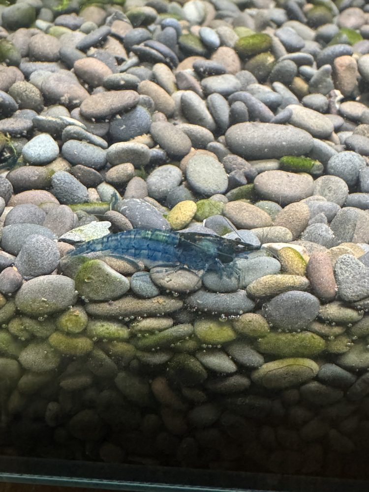 Blue Dream shrimp close-up