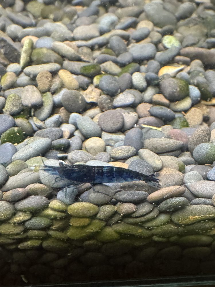 Blue Dream shrimp in the colony tank