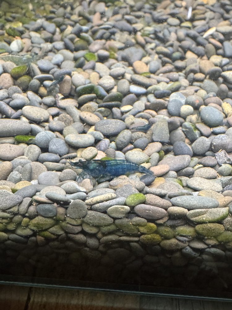 Blue Dream shrimp grazing on rocks